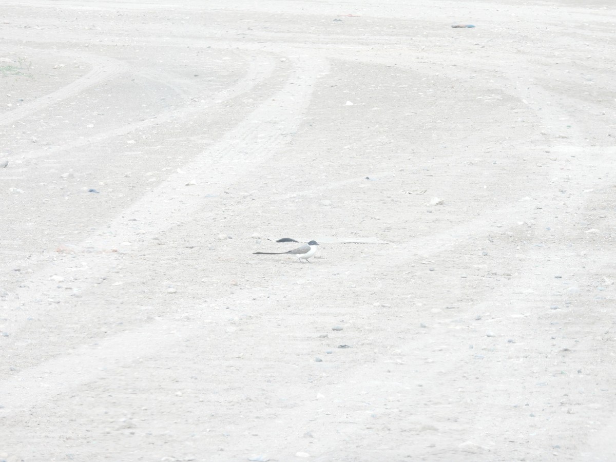 Fork-tailed Flycatcher - ML645886745