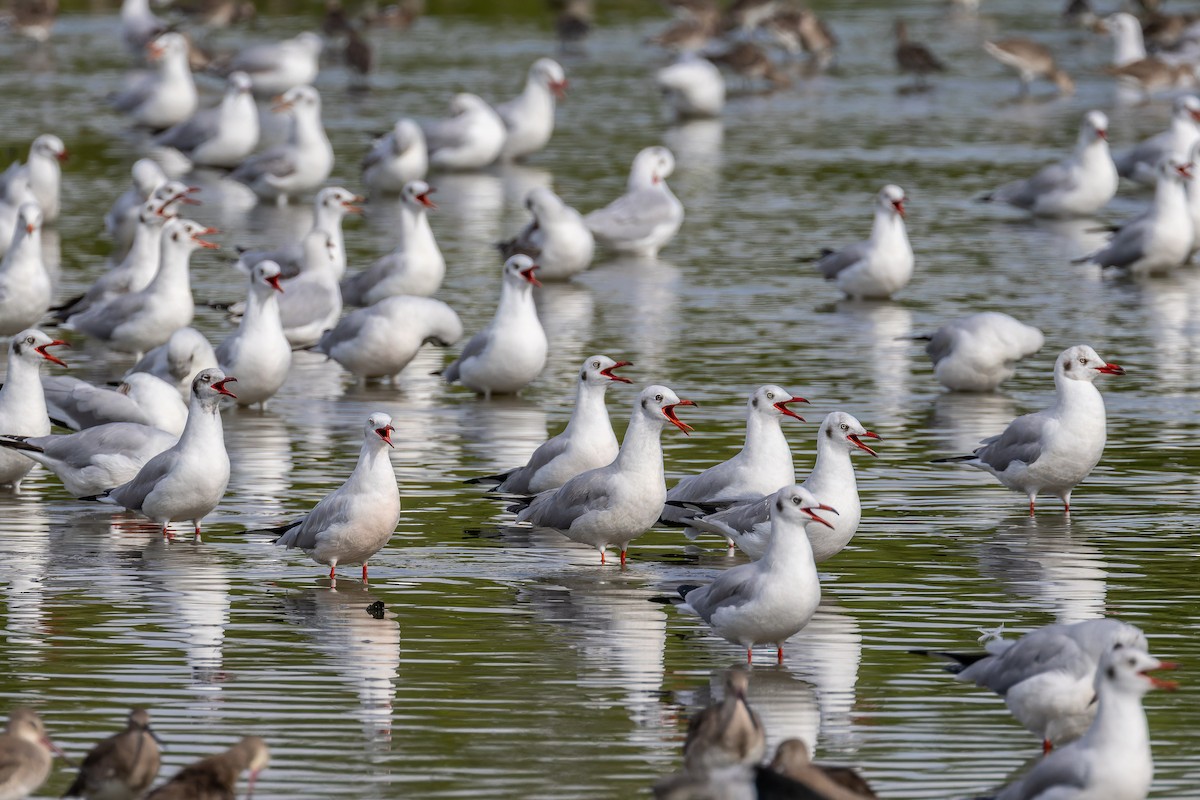 Hint Martısı - ML645886765