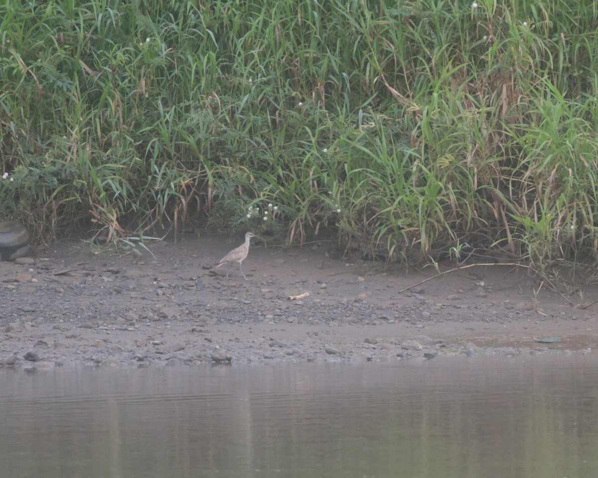 Hudsonian Whimbrel - ML645886772