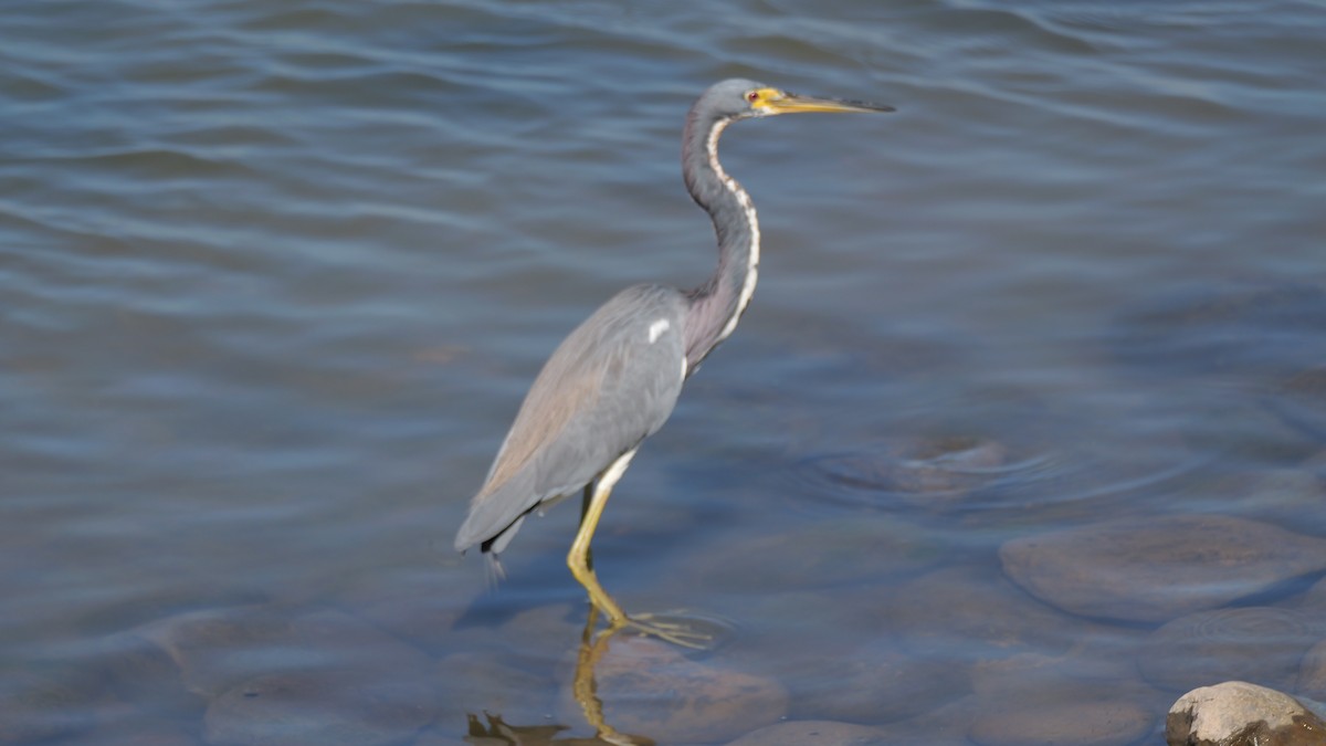 Tricolored Heron - ML645886773