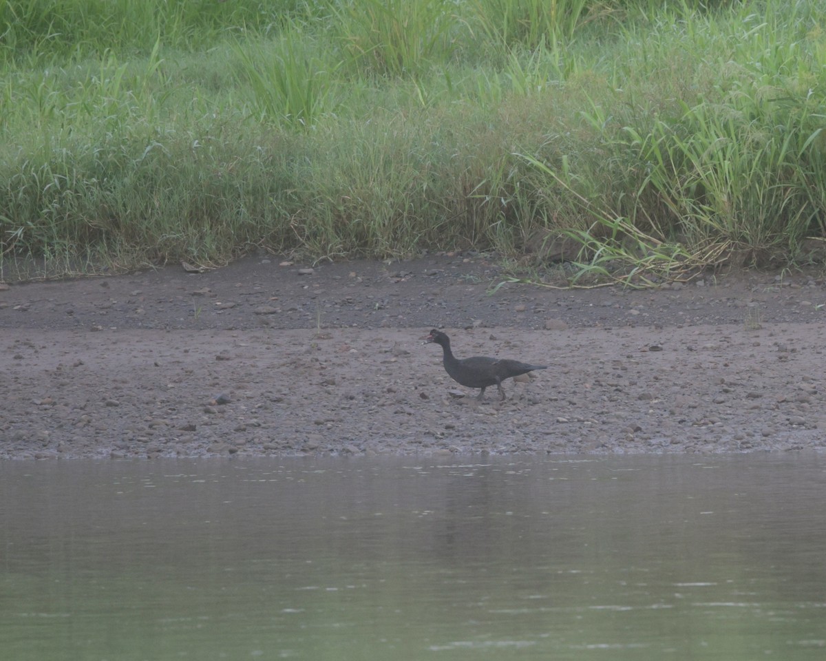 Muscovy Duck - ML645886796
