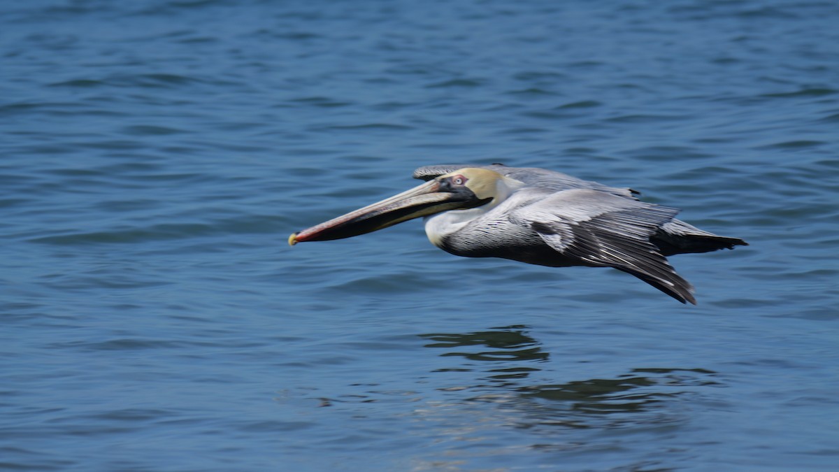 Brown Pelican - ML645886797