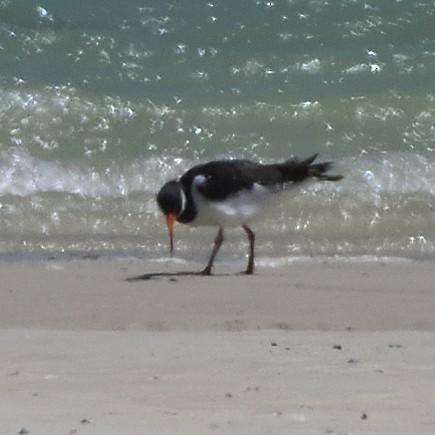 Eurasian Oystercatcher - ML645886798