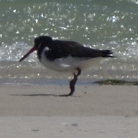 Eurasian Oystercatcher - ML645886805