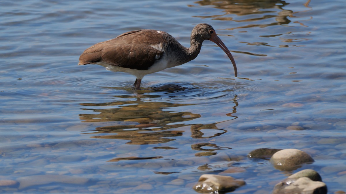 White Ibis - ML645886806