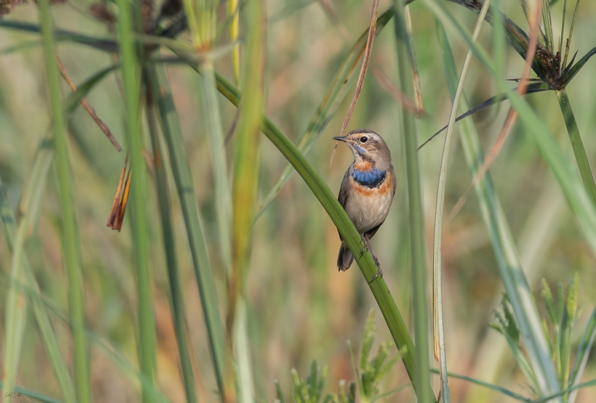 Bluethroat - ML645886807
