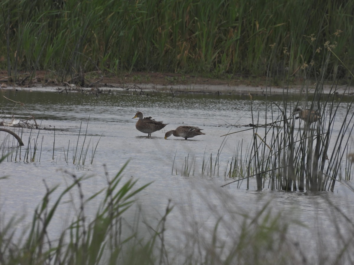 Yellow-billed Pintail - ML645886823