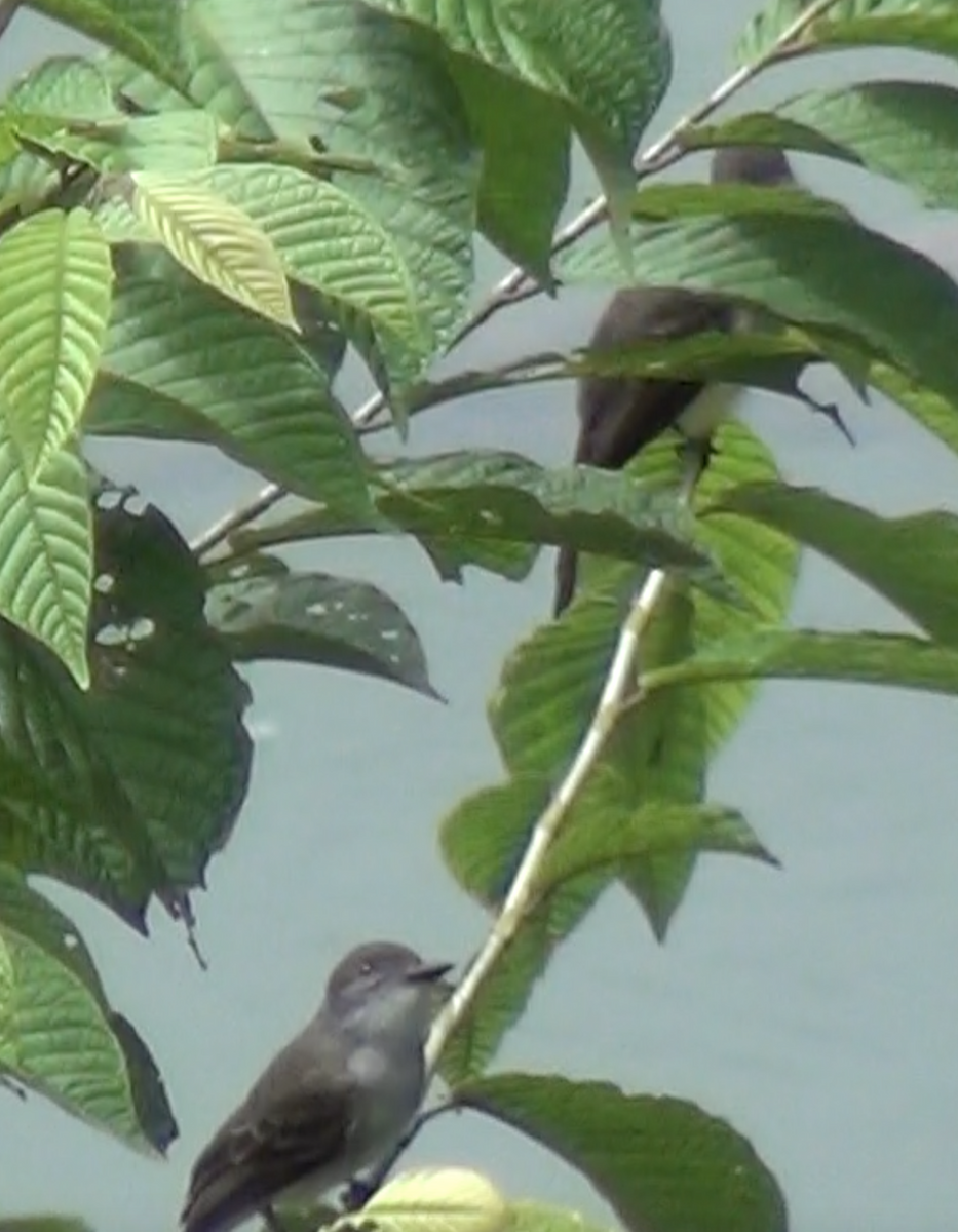 Short-crested Flycatcher - ML645886827