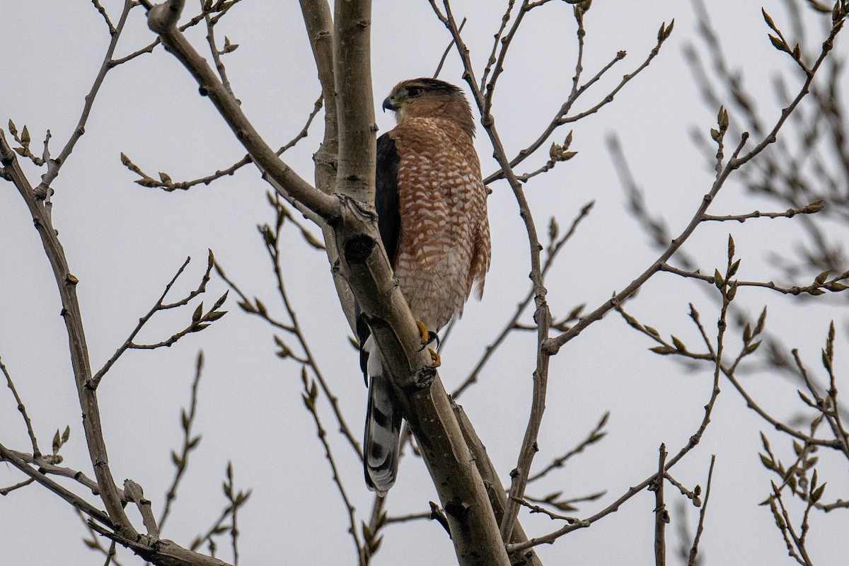 Cooper's Hawk - ML645886849