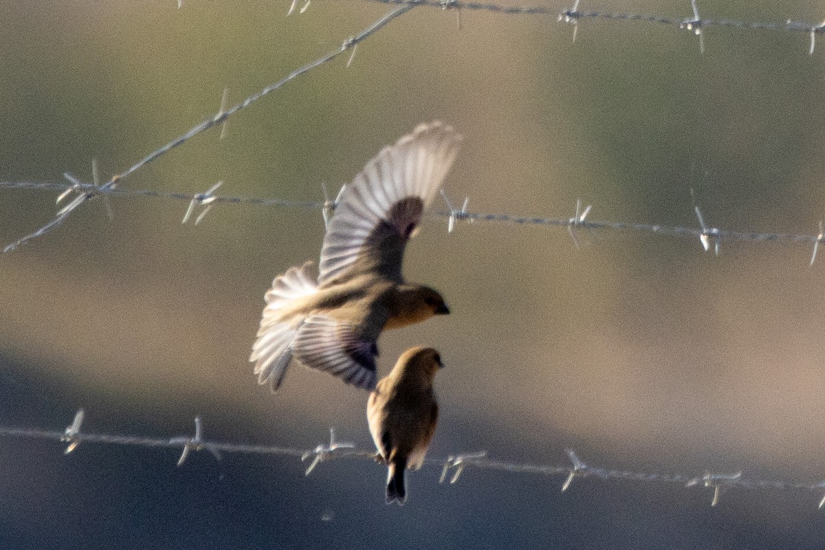 Basamortuko txonta - ML645886875