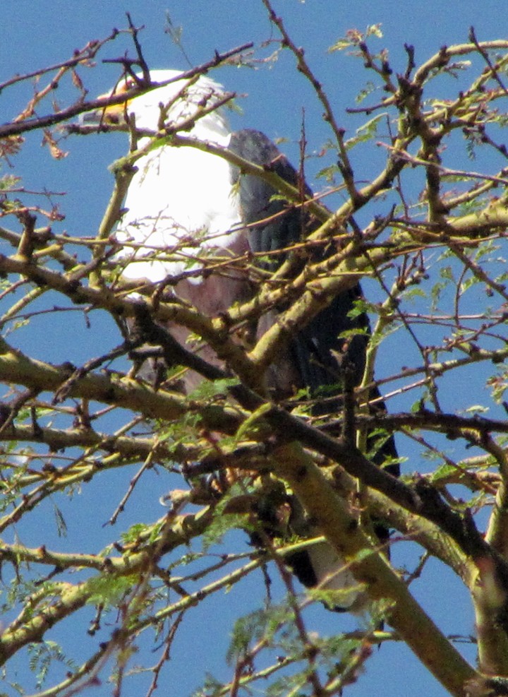 flodørn - ML645886877