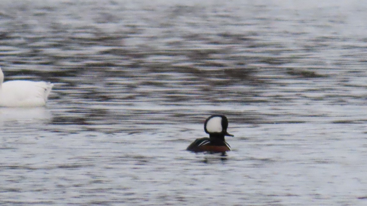 Harle couronné - ML645886902