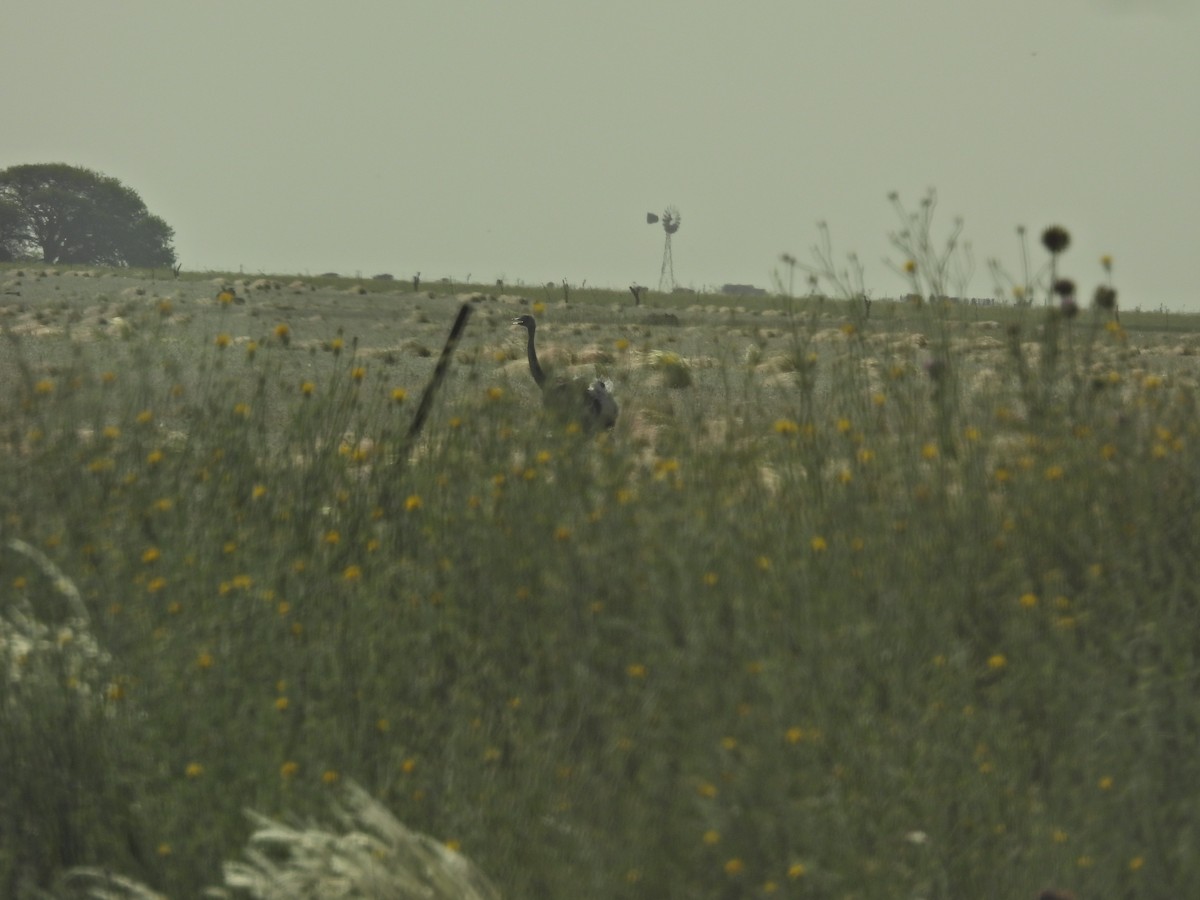 Nandou d'Amérique - ML645886903