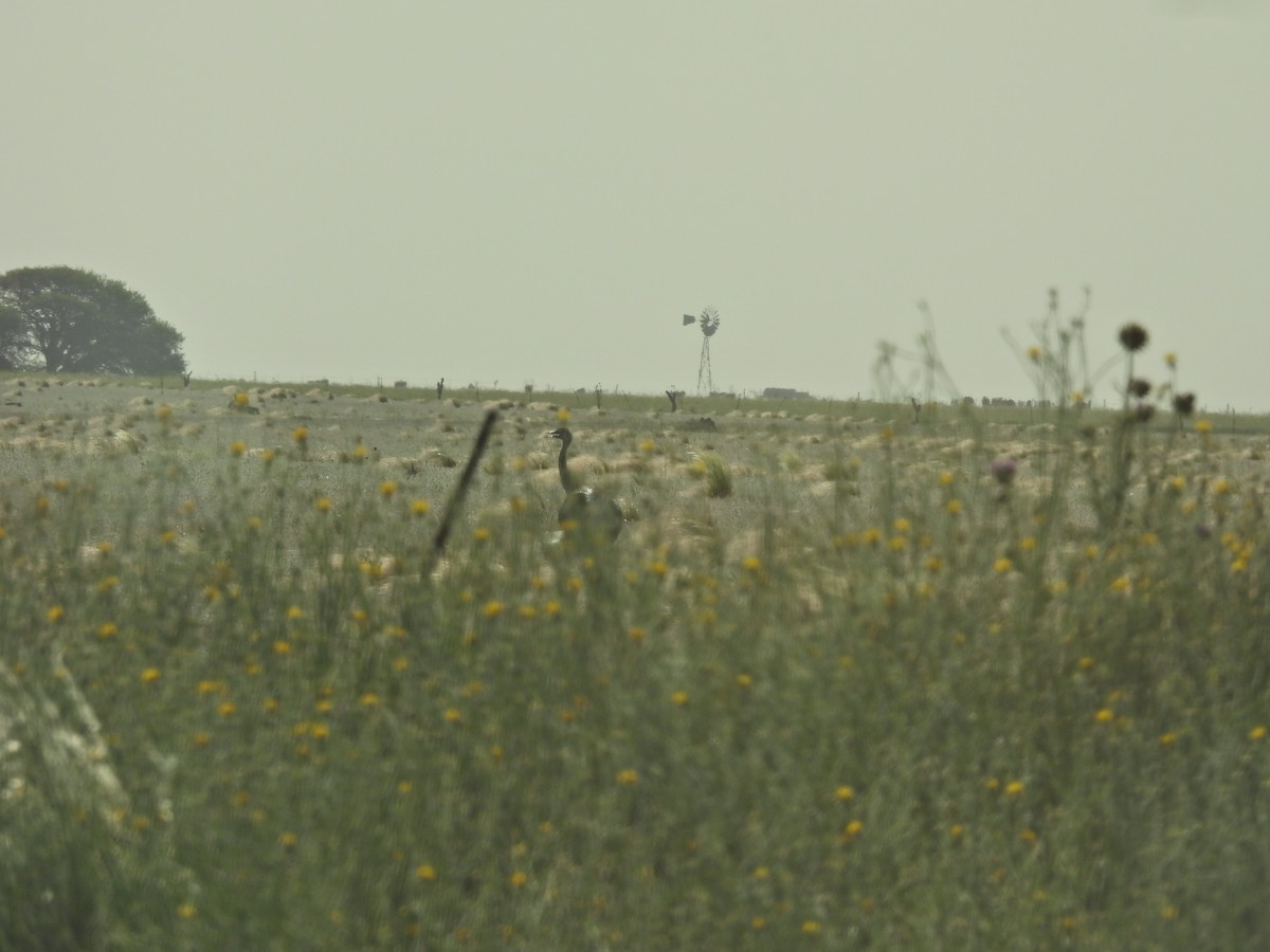 Nandou d'Amérique - ML645886904