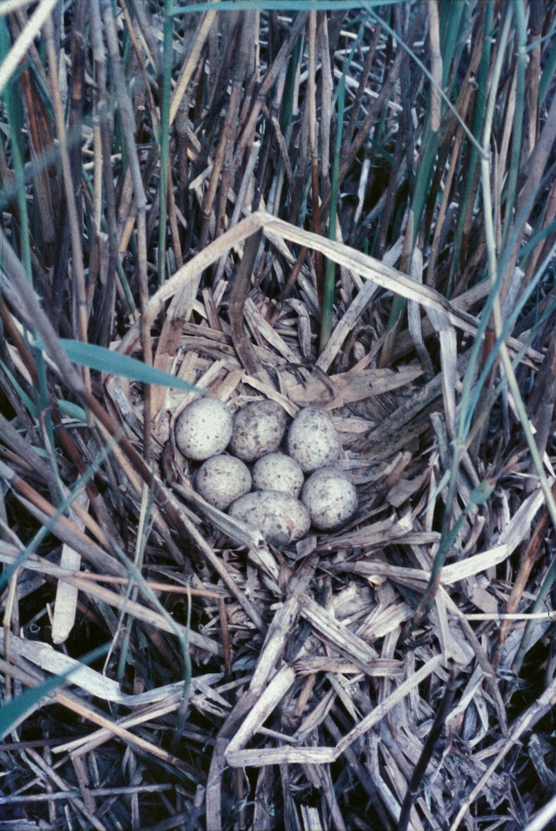 Gallinule poule-d'eau - ML645886905