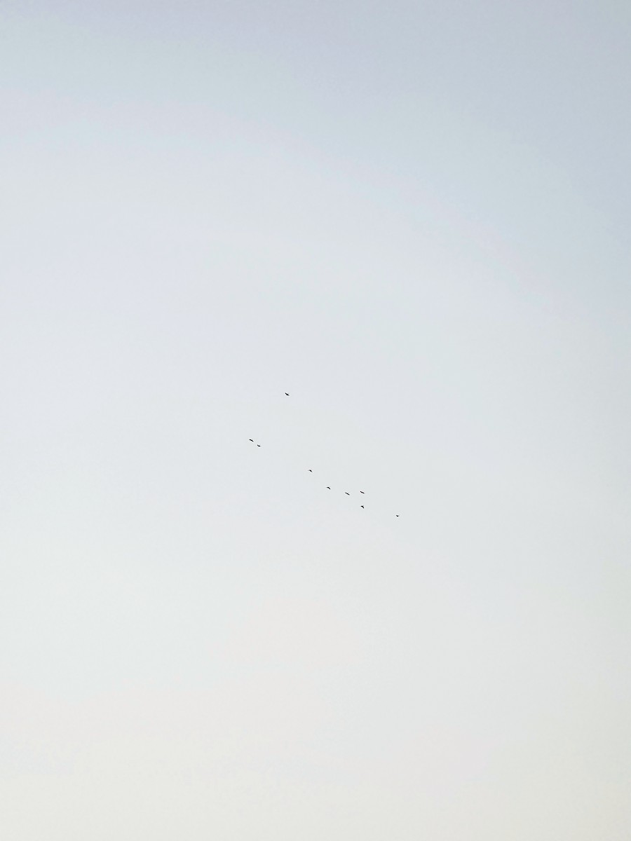 Perruche à collier - ML645886906