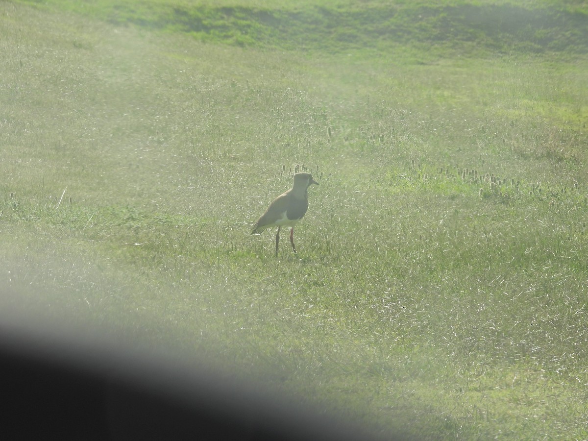 Vanneau téro - ML645886907