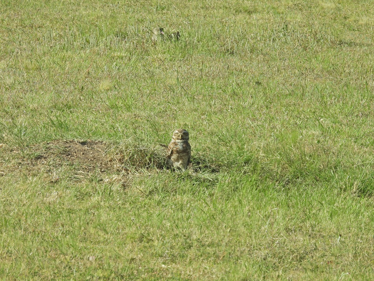 Chevêche des terriers - ML645886911