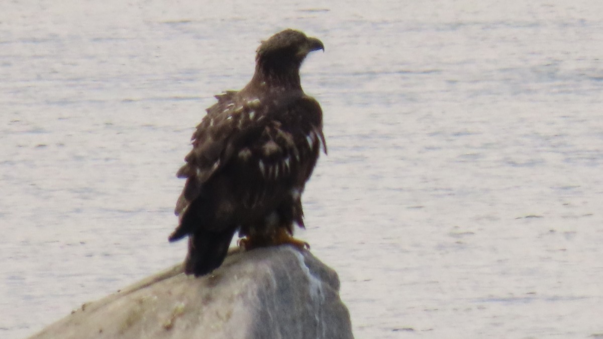 Pygargue à tête blanche - ML645886912