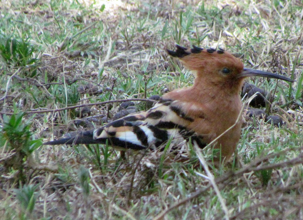 Huppe fasciée - ML645886913