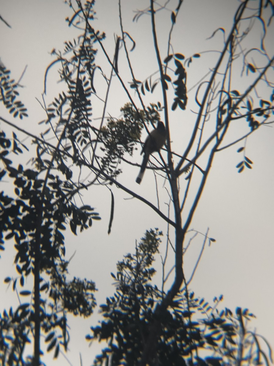 Témia vagabonde - ML645886914