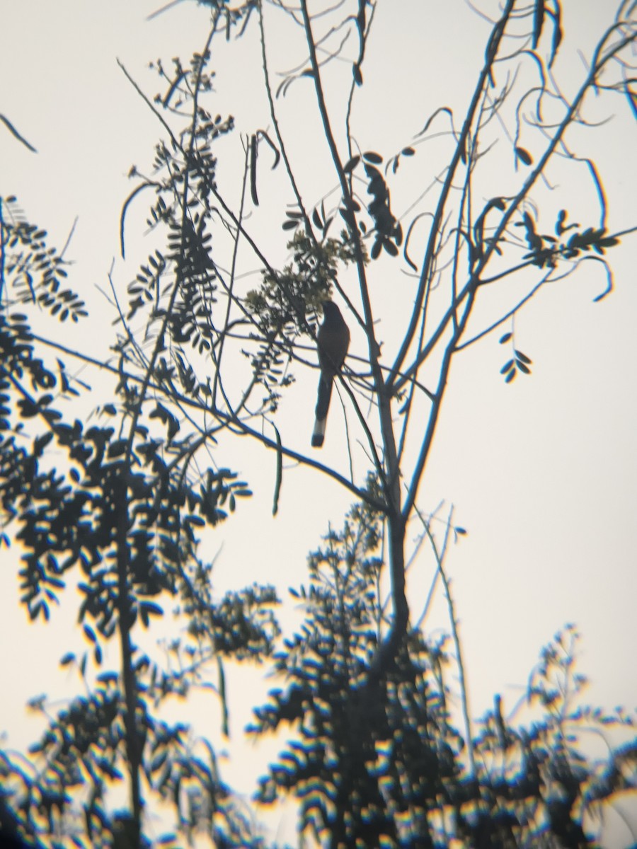 Témia vagabonde - ML645886915