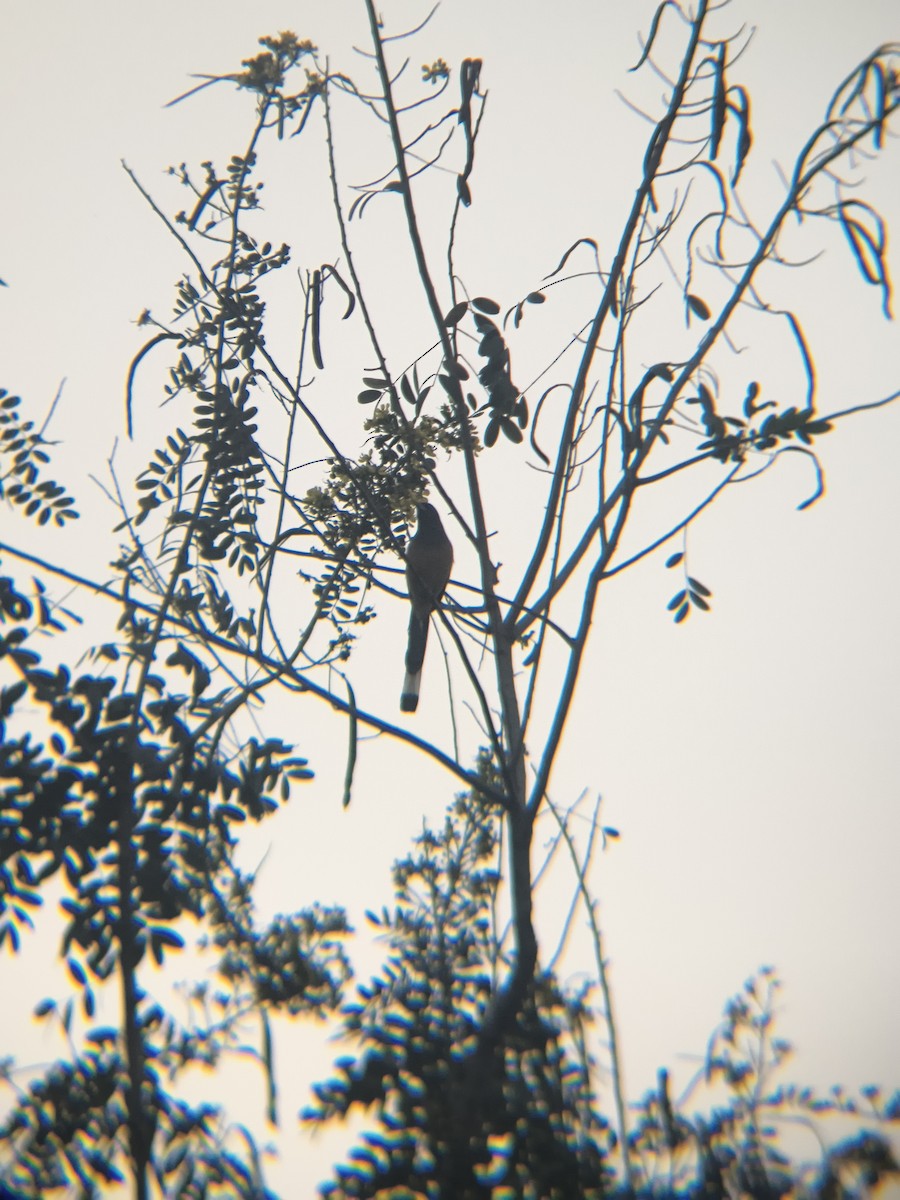 Témia vagabonde - ML645886916