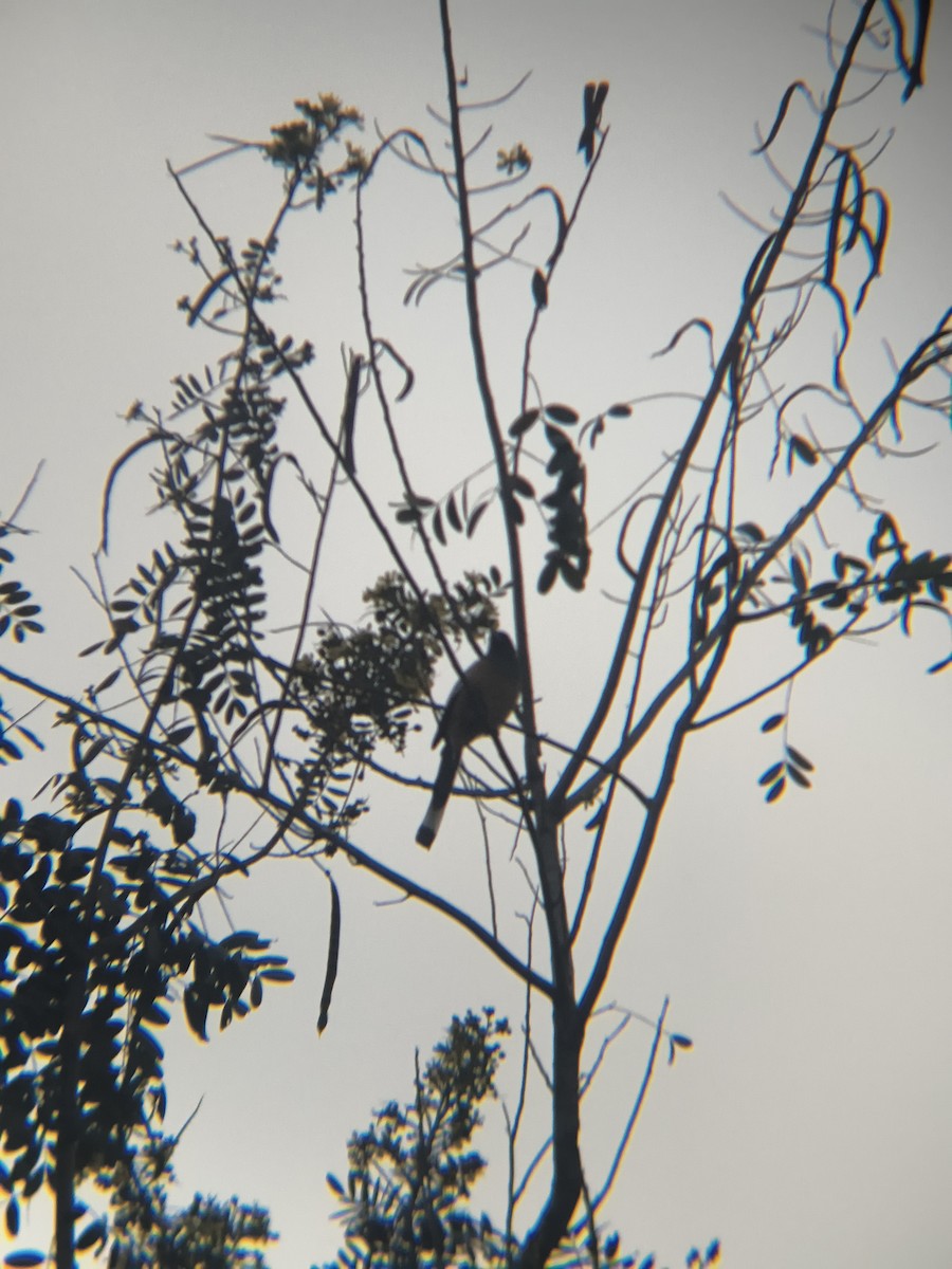 Témia vagabonde - ML645886917