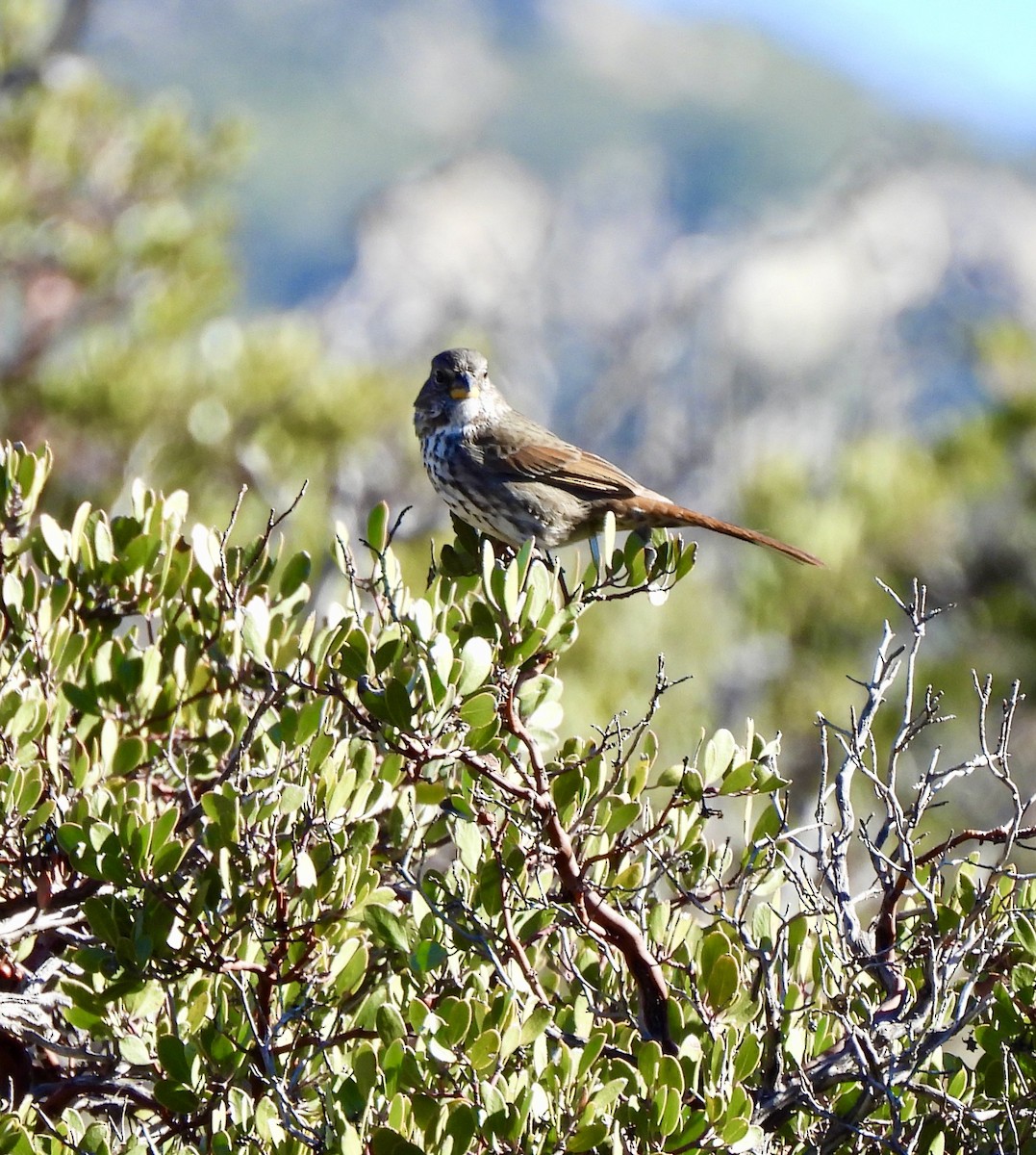 Bruant fauve - ML645886921