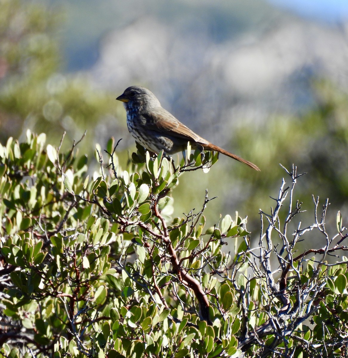 Bruant fauve - ML645886925