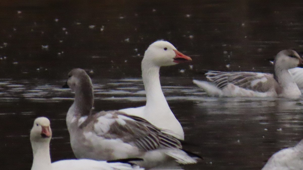 Oie des neiges - ML645886926