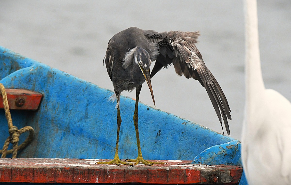 Aigrette à gorge blanche - ML645886930
