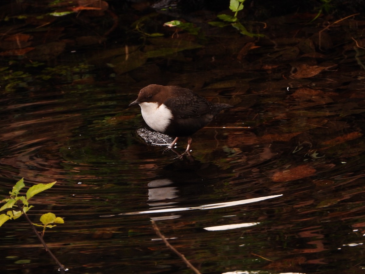 Cincle plongeur - ML645886936