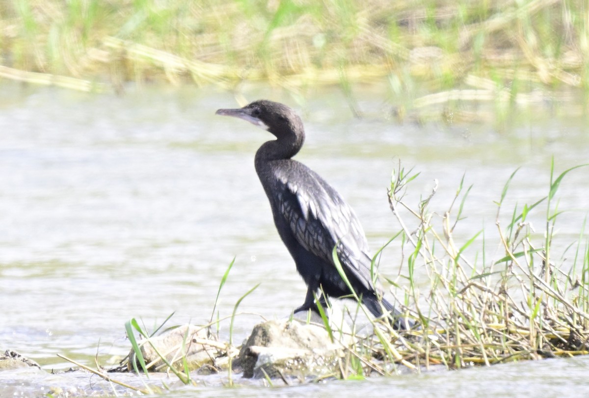 Cormoran de Vieillot - ML645886943