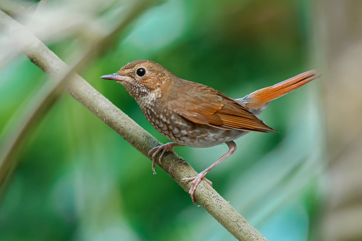 Rossignol siffleur - ML645886944