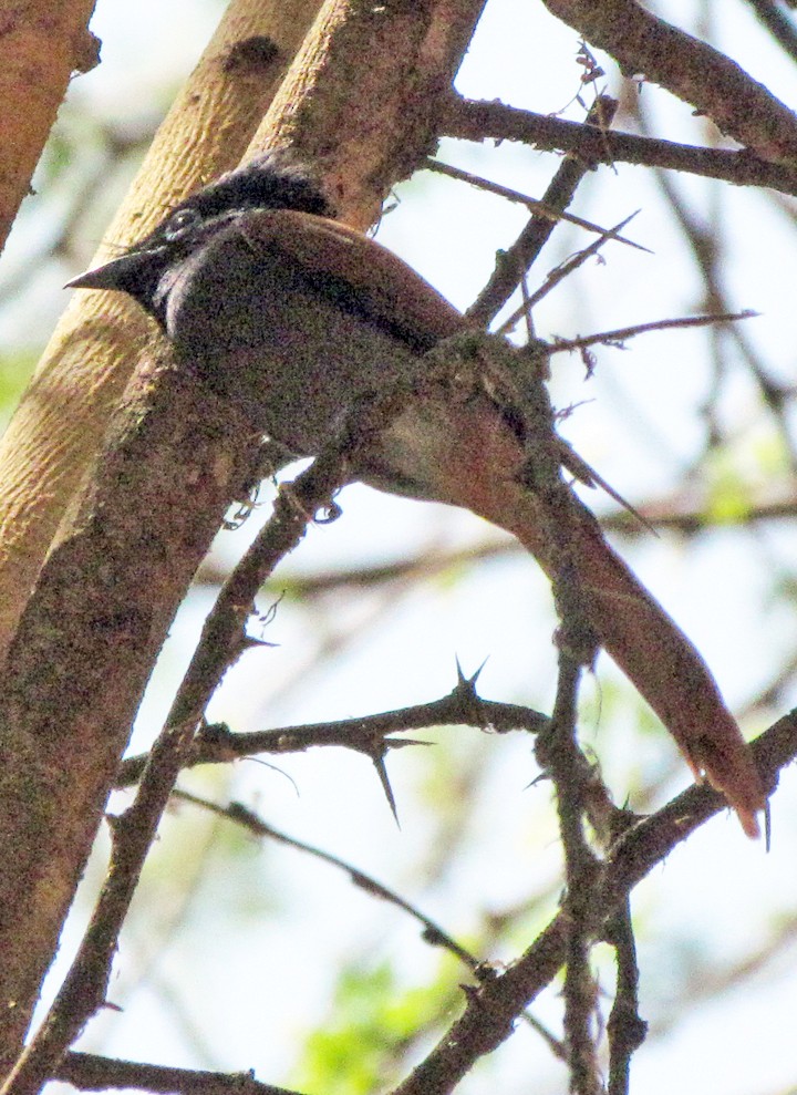 Tchitrec d'Afrique - ML645886945