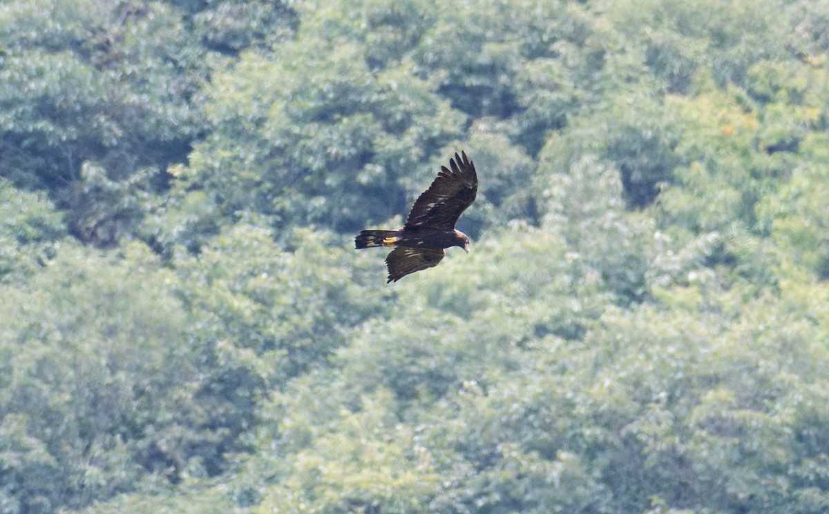 Aigle royal - ML645886949