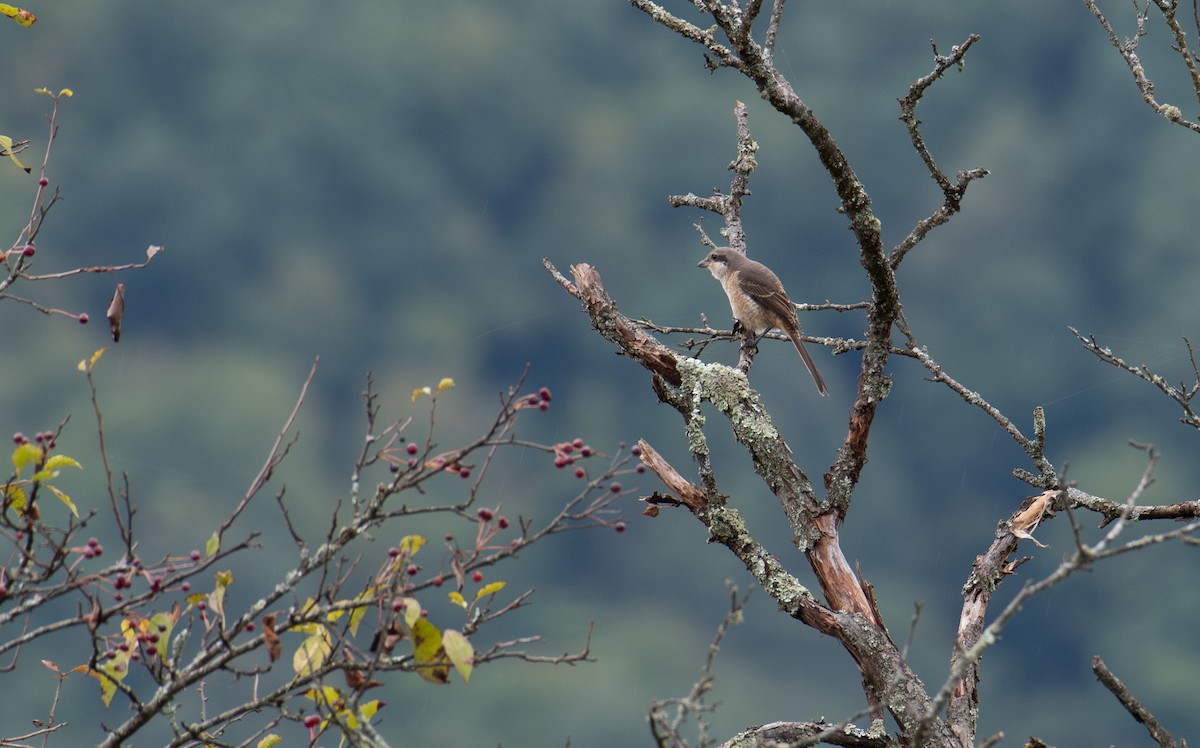 Pie-grièche du Tibet - ML645886951