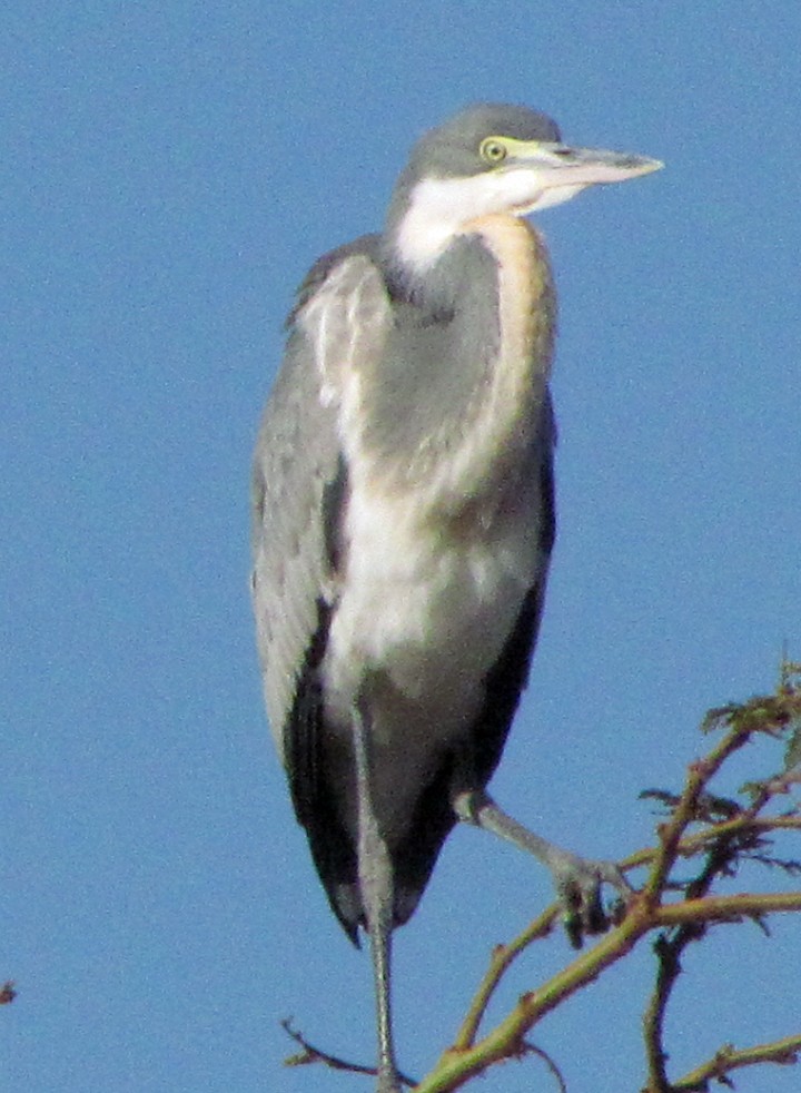 Héron mélanocéphale - ML645886958