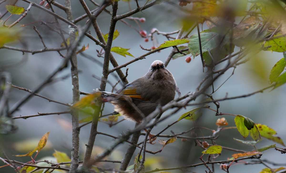 Elliot's Laughingthrush - ML645886962