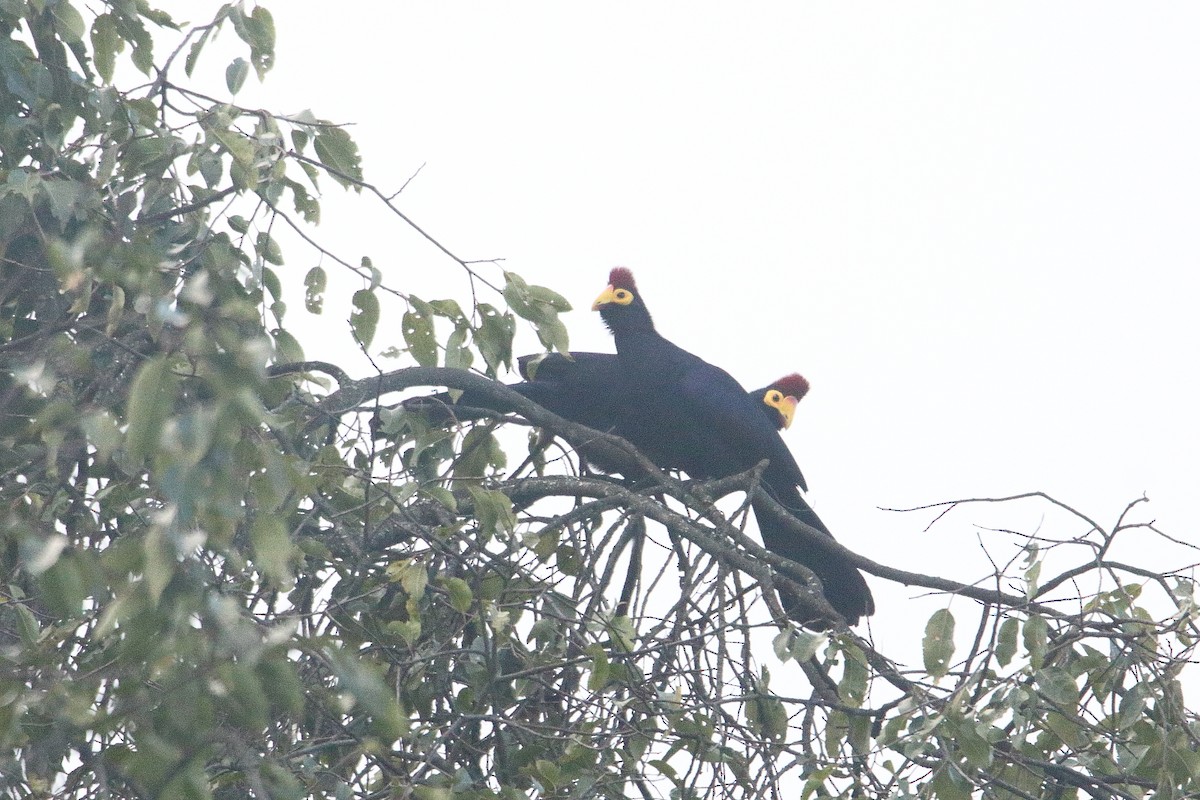 Турако червоночубий - ML645886970