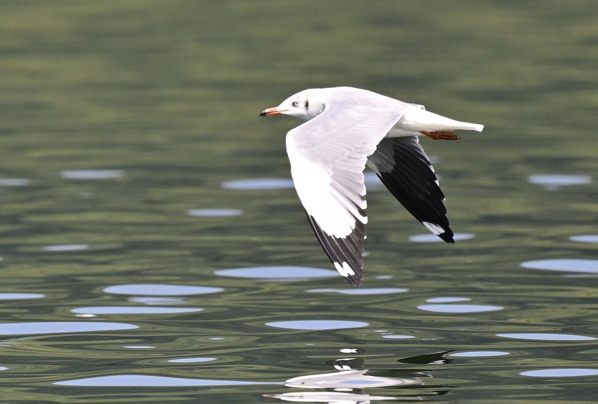 Hint Martısı - ML645886975