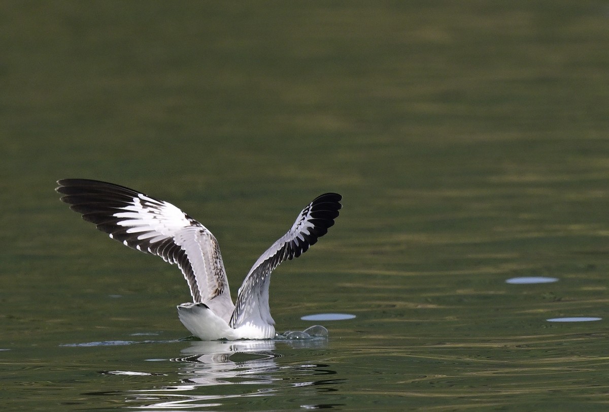 Hint Martısı - ML645886976