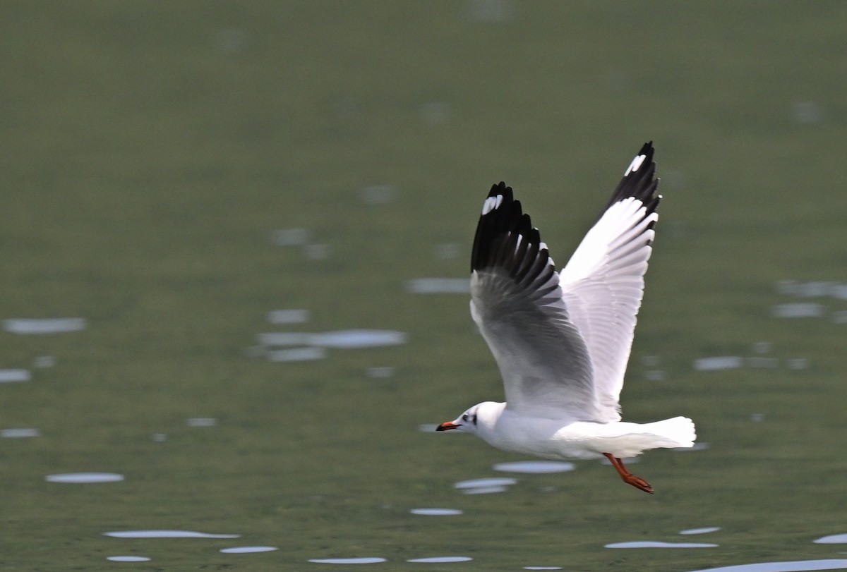 Hint Martısı - ML645886977