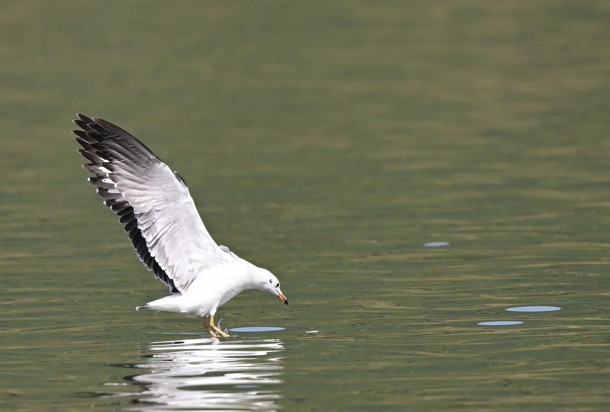 Hint Martısı - ML645886978