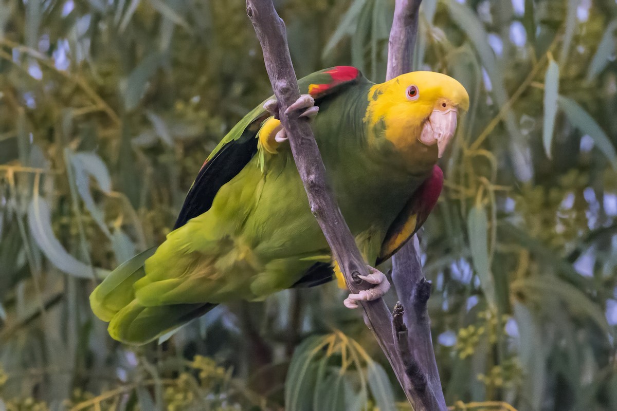 Gelbkopfamazone - ML645886996