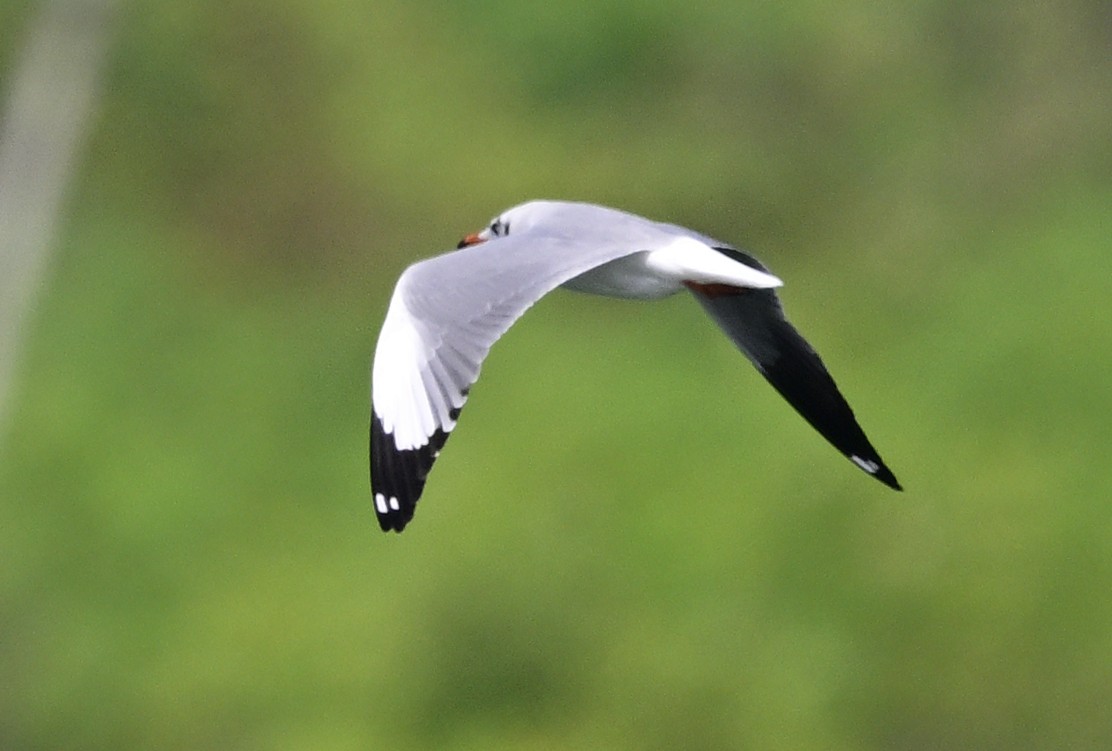 Hint Martısı - ML645886997