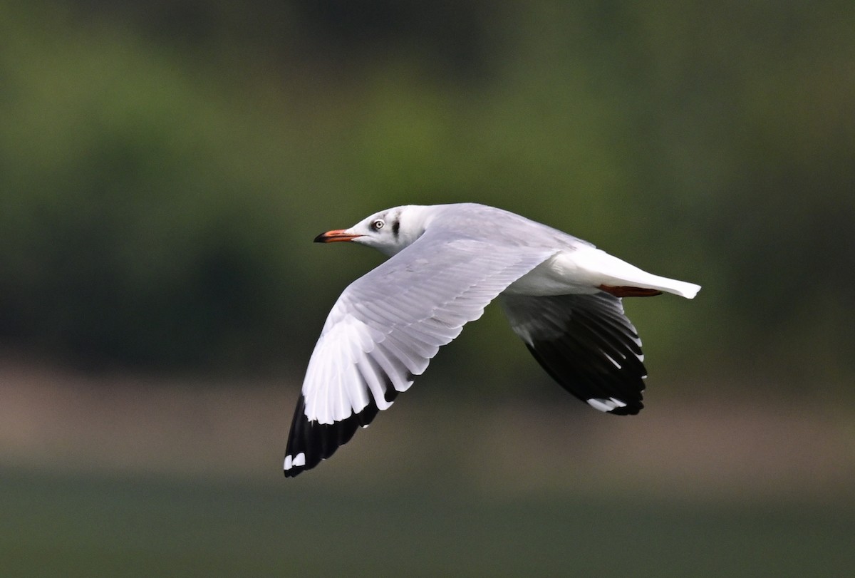 Hint Martısı - ML645886998