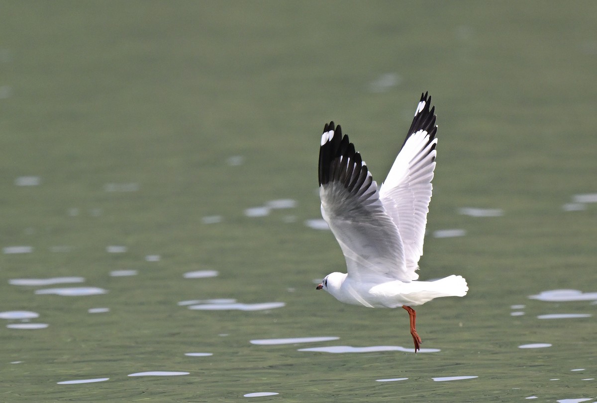 Hint Martısı - ML645886999