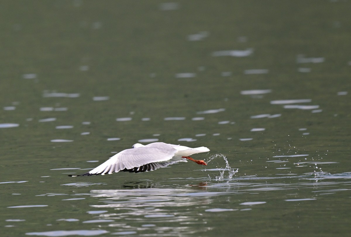 Hint Martısı - ML645887000